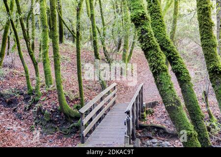Footbridge Crossing Bay Laurel Forest In Santa Clara County, Ca