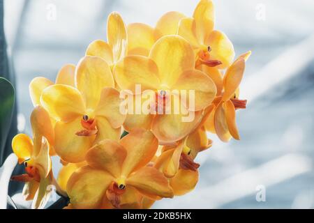 Beautiful blooming orchid in a greenhouse in The Netherlands Stock Photo