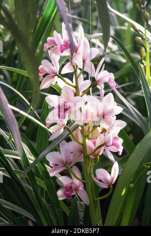 Beautiful blooming orchid in a greenhouse in The Netherlands Stock Photo