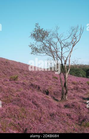 Dead tree in the heather fields in the Veluwe National Park during sunset in The Netherlands Stock Photo