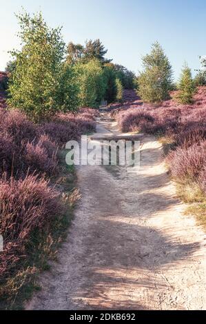 Sandy path through the heaths in the Veluwe National Park during sunset in The Netherlands Stock Photo