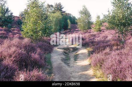 Sandy path through the heaths in the Veluwe National Park during sunset in The Netherlands Stock Photo