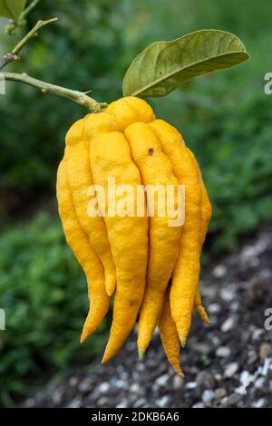 Fruit of Fingered citron or Buddhas hand (Citrus medica var. sarcodactylis), citrus family (Rutaceae), Asia Stock Photo