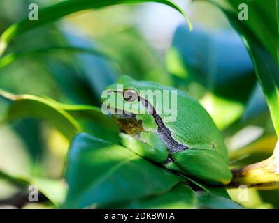 Tree frog, Hyla arborea sits on its sunny spot on the branch of a cherry laurel bush in the garden