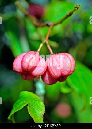 Fruiting branch of the European euonymus, Euonymus europaea, also known as spindle tree. Stock Photo