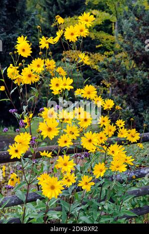 Jerusalem artichoke, Helianthus tuberosus, one of the most important food and energy plants from South America, also attractive as an ornamental shrub in the garden Stock Photo