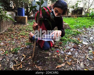 Young woman wearing mask planting a sapling of mango tree,watering the plant during day time .Spring Concept .Environment and Ecology Concept Stock Photo