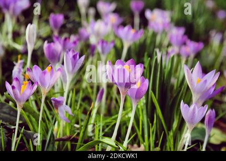 Early flowering Crocus tommasinianus Whitewell in bloom Stock Photo