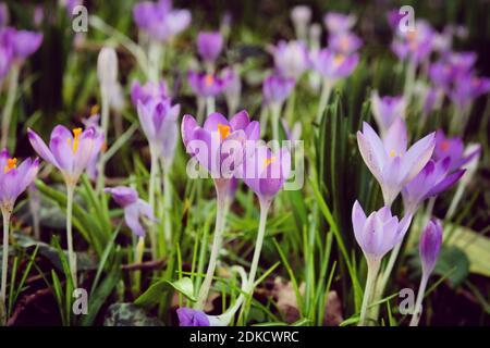Early flowering Crocus tommasinianus Whitewell in bloom Stock Photo