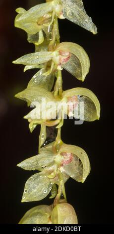 Pleurothallis sp., a micro orchid flowering in mossy montane rainforest above Rio Nangaritza Valley in the Cordillera del Condor, Ecuador Stock Photo