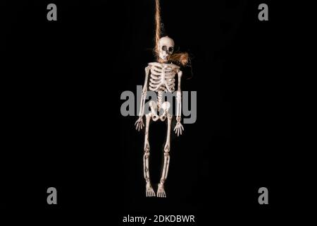 Halloween celebration.figure of a skeleton suspended by the neck on a black background. Stock Photo