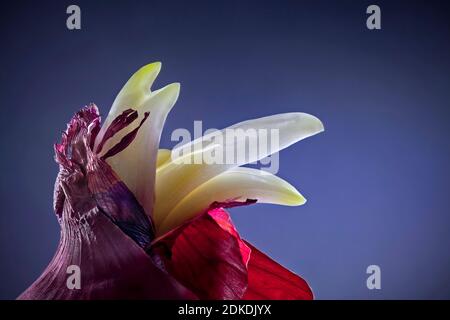 Red onion ( Allium cepa ) sprouting with macro close up Stock Photo