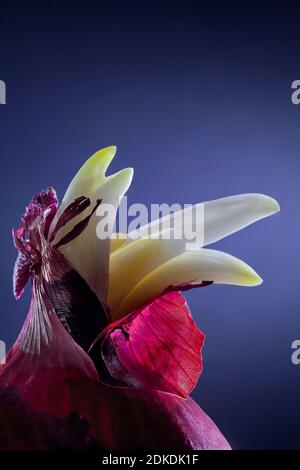 Red onion ( Allium cepa ) sprouting with macro close up Stock Photo