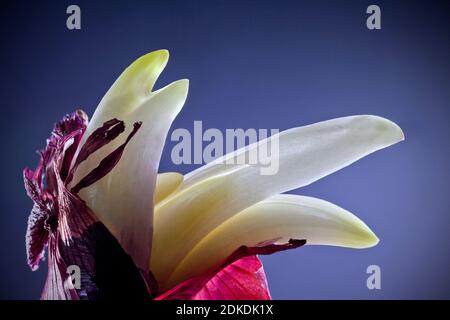 Red onion ( Allium cepa ) sprouting with macro close up Stock Photo