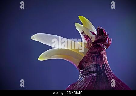 Red onion ( Allium cepa ) sprouting with macro close up Stock Photo