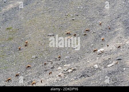 A group of chamois with young animals on a Gröllhalde in the Karwendel near the Karwendelhaus Stock Photo