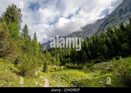 Cows stand next to the hiking trail in Johannistal, in the Karwendel, Tyrol / Austria Stock Photo