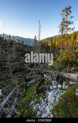 Wind throw in the Karwendel Mountains near the Kriner-Kofler Hut on the northern Karwendel range. Dead and fallen conifers block an entire valley. Stock Photo