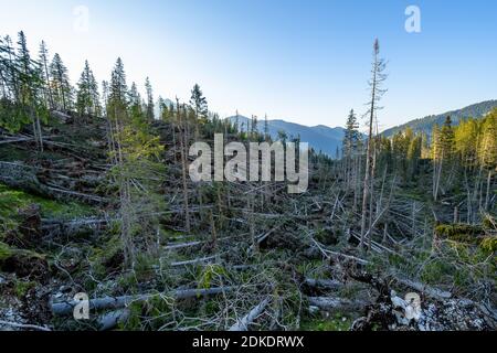 Wind throw in the Karwendel Mountains near the Kriner-Kofler Hut on the northern Karwendel range. Dead and fallen conifers block an entire valley. Stock Photo