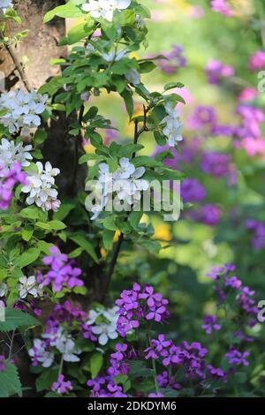 Flower of the crab apple 'Golden Hornet' with annual silver leaf (Lunaria annua) Stock Photo
