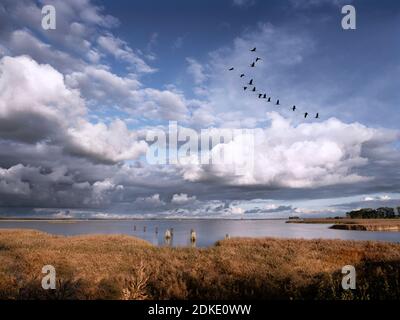 At sunset, a group of cranes moves across the bay to the rest area at night [M] Stock Photo