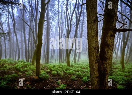 Mystical Forest. Trees Without Leaves Against The Blue Sky Without 