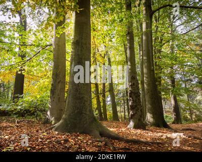 Sunlit beech forest in autumn Stock Photo