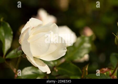 Rosa Iceberg blooming in late summer, natural plant portrait Stock Photo