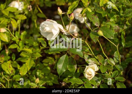 Rosa Iceberg blooming in late summer, natural plant portrait Stock Photo