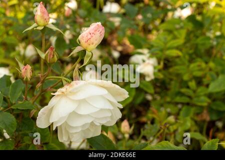 Rosa Iceberg blooming in late summer, natural plant portrait Stock Photo