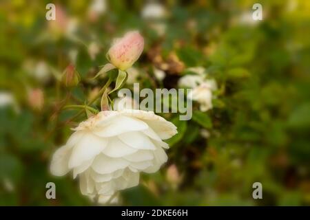 Rosa Iceberg blooming in late summer, natural plant portrait Stock Photo