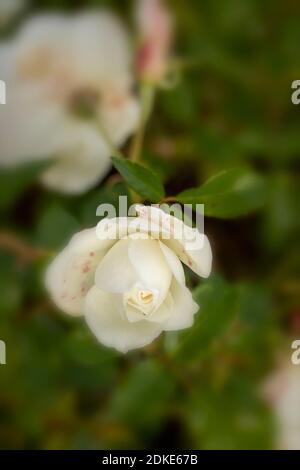 Rosa Iceberg blooming in late summer, natural plant portrait Stock Photo