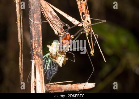 Harvestman eating a newly emerged cicada in montane rainforest in the Cordillera del Condor, the Ecuadorian Amazon. An area of exceptionally high biod Stock Photo