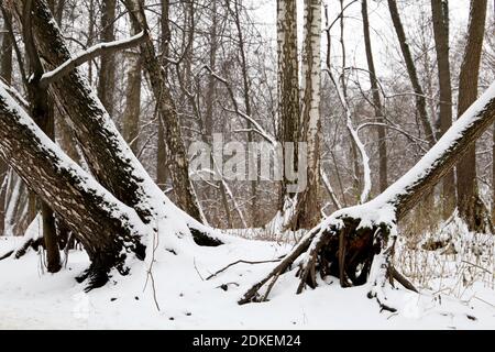 Winter forest, snow covered fallen trees with big roots, picturesque view. Nature after snowfall, cold weather Stock Photo
