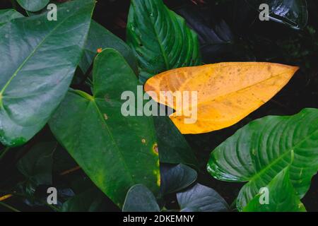 A pattern of green leaf filling the frame Stock Photo