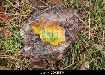 Dawn breaking in mid-winter on Strensall Common Nature Reserve, York, North Yorkshire, England. Stock Photo