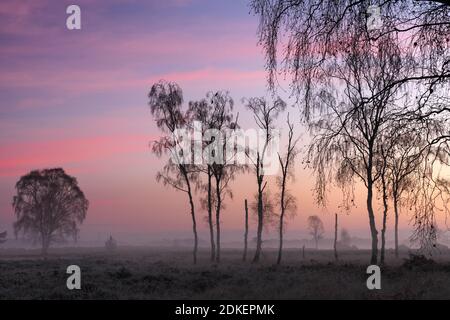 Dawn breaking in mid-winter on Strensall Common Nature Reserve, York, North Yorkshire, England. Stock Photo