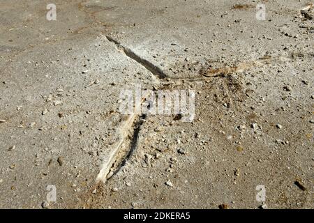 Tearing of the salt crust for the use of wooden crowbars, traditional extraction of salt on the Assale salt lake, near Hamadela, Danakil Depression, Afar Region, Ethiopia Stock Photo