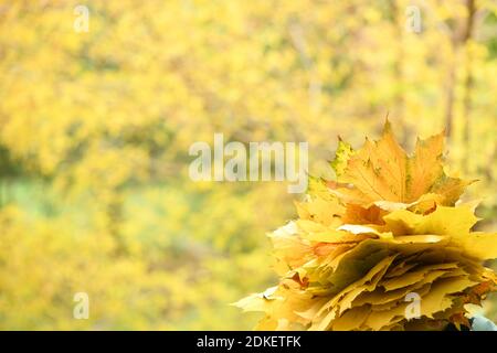 Pre-adolescent girl holds a bouquet of autumn leaves in her hand. Warm autumn day, yellow autumn leaves. Autumn concept. High resolution photo. Stock Photo
