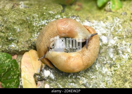 Spanish slug Latin name (Limax maximus) mating on stone background. High resolution photo. Stock Photo