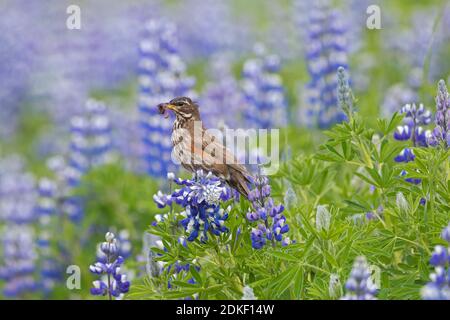 Redwing (Turdus iliacus) perched on lupine flowers in meadow with worm in beak in summer Stock Photo