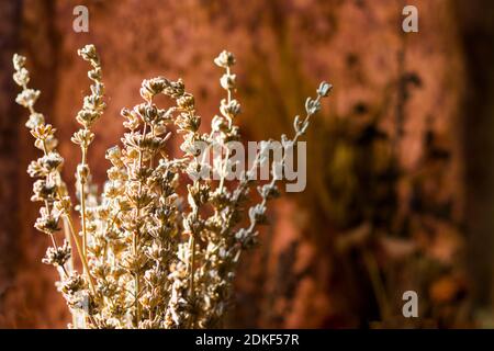 Dried flowers detailed macro photography. Useful as a decoration