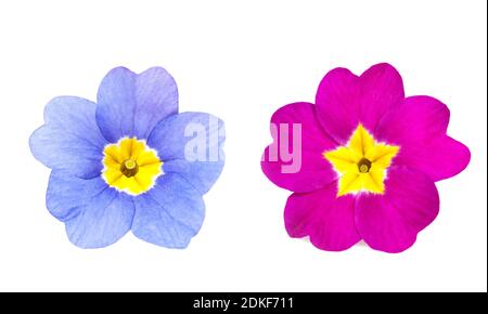 Pink and violet primulas isolated on white Stock Photo
