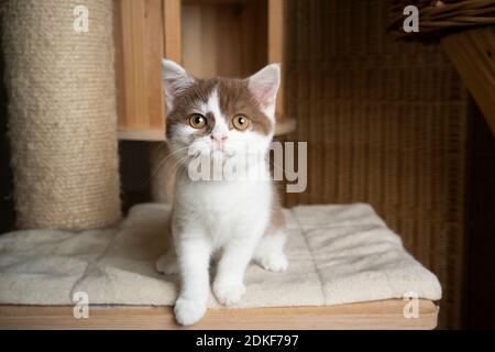 curious white cinnamon british shorthair kitten standing on scratching post looking at camera Stock Photo