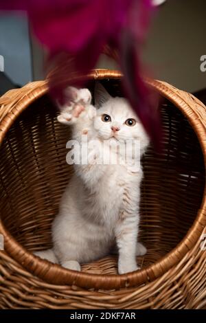 British shorthair cat Stock Photo