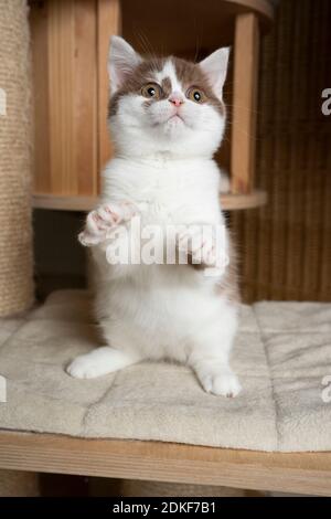 cute cinnamon white british shorthair kitten standing on scratching post platform rearing up like a meerkat Stock Photo