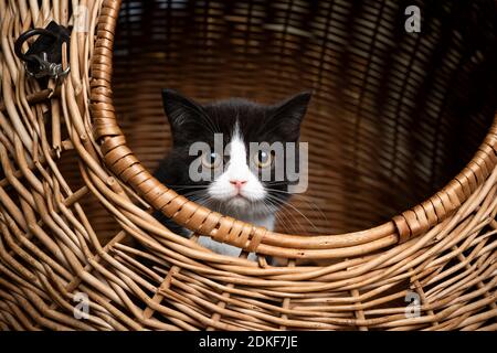 cute small black white tuxedo british shorthair kitten resting inside of basket cat carrier looking out Stock Photo