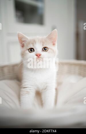 cute cream colored british shorthait kitten standing on pet bed looking at camera Stock Photo