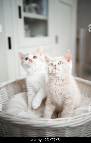 two playful young british shorthait kittens side by side looking up Stock Photo