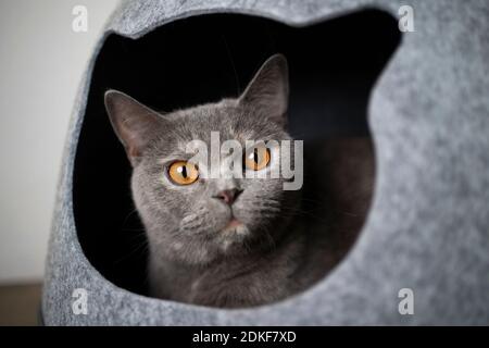 tortoiseshell british shorthair cat resting inside of cat head shaped pet cave looking out Stock Photo